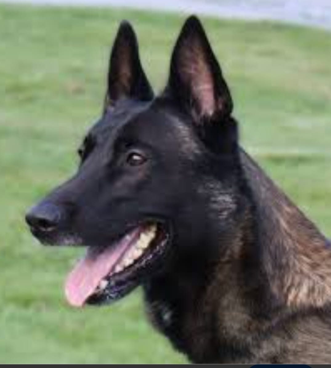 Carndubh Browndeamon — Elite Protection Dog